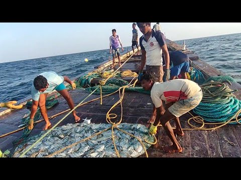 Promfret Fishing in Deep Sea | Pavitra Mariya Boat | पापलेट ची मासेमारी | अरबी समुद्र.