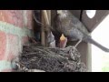 brütende Amsel auf Balkon 2013