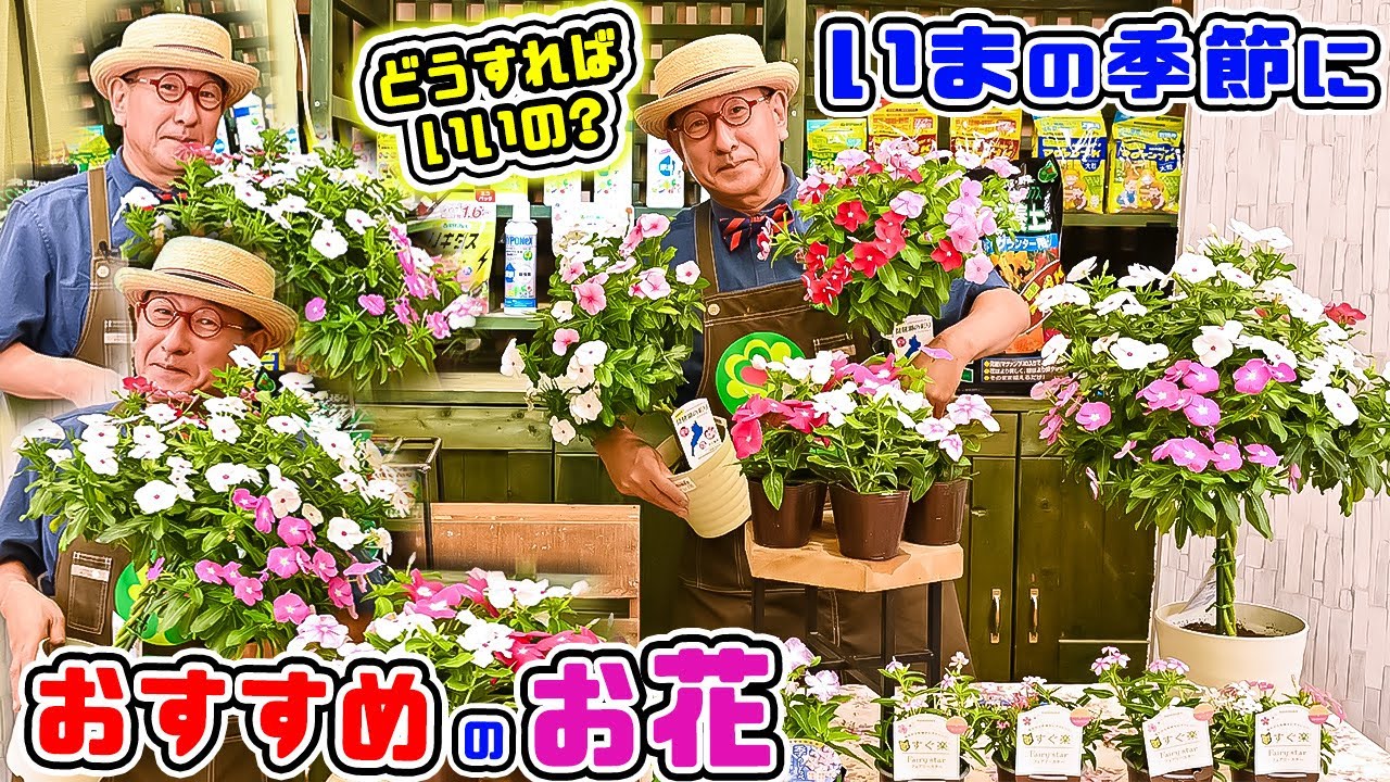 いまの季節におススメのお花!】ニチニチソウの管理についてお話しし