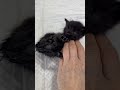 Котят забрала @cats_mama_anich К сожалению они в плохом состоянии Один ночью ушёл Помощь актуальна