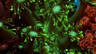 Let's talk corals : Goniopora