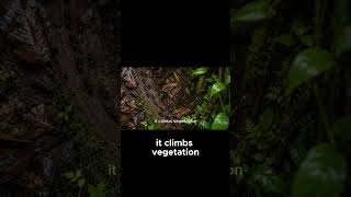 The Death Grip Fungus Takes Control