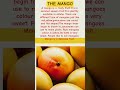 Essay "THE MANGO"for kids 🥭👈 please like share comments subscribe #shorts# my magic words channel.