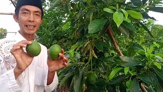 Rekomendasi Jenis Alpukat Untuk Skala Kebun, Salah Satunya..... Alpukat Ta21