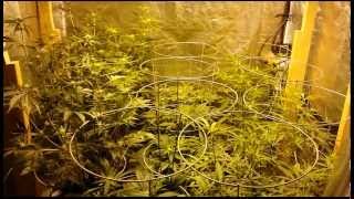 How to grow cannabis in coco. Week 3 bloom feeding Pt.2