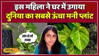 Money Plant Growth Hacks: घर के छोटे से कमरे में कैसे उगाया इतना बड़ा मनी प्लांट? | #local18