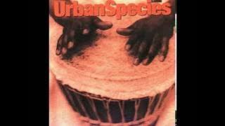Urban Species - No particular Title