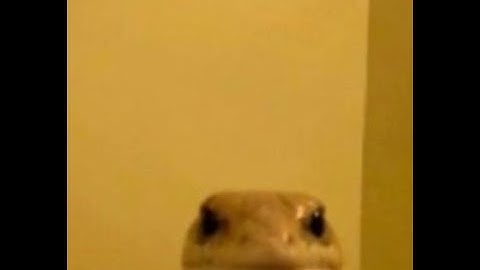 synapse x theme tutorial