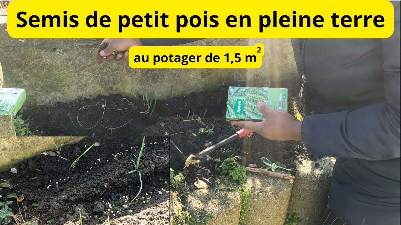semis petits pois - Démonstration
