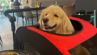 Golden retriever Malish had a nice shopping day by choosing his own toys