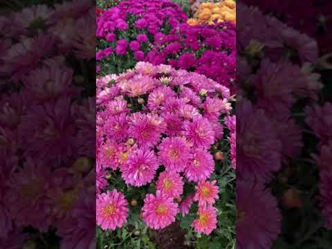 Wideo: Różowe Chryzantemy (37 Zdjęć): Opis Sprayu „Grand Pink” I „Stylist Pink”, „Pink Flamingo” I „Memphis Pink”, „Holiday Pink” I Inne Odmiany