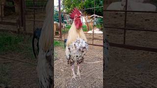 ayam suara kluruk jago berkokok #ayam #suara #chicken