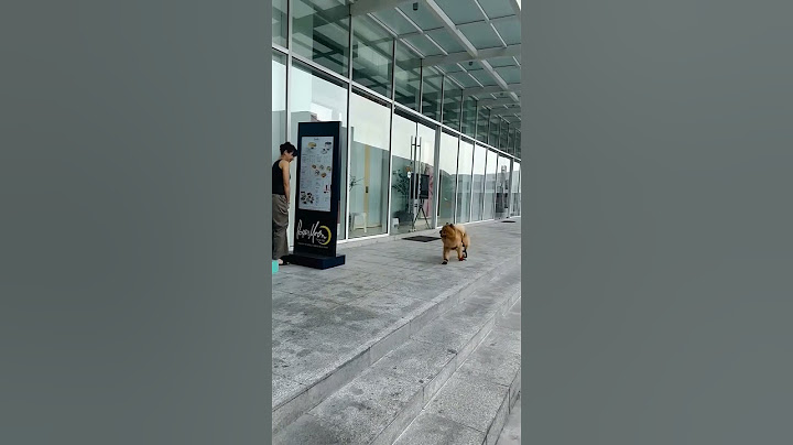 Lady Plays hide and seek with her dog