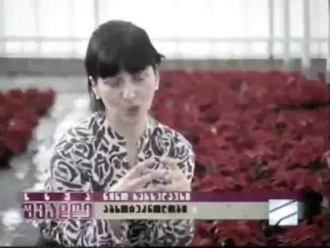 გრატოსსათბურების შობის ვარსკვლავი