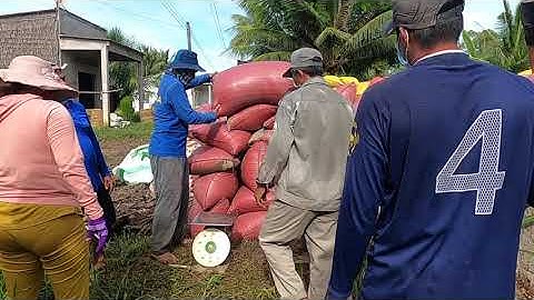 Vác lúa xuống ghe (nghề cực mà vui )  29-08-2121