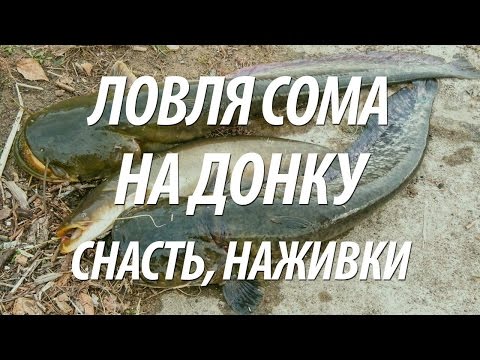 РЫБАЛКА НА ДОНУ ЛЕТОМ. КАК ЛОВИТЬ СОМА ДОНКОЙ НА РЕКЕ РЫБАЛКА НА ДОНУ ЛЕТОМ. КАК ЛОВИТЬ СОМА ДОНКОЙ НА РЕКЕ