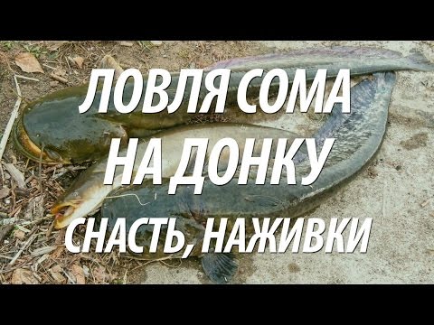 Видео: РЫБАЛКА НА ДОНУ ЛЕТОМ. КАК ЛОВИТЬ СОМА ДОНКОЙ НА РЕКЕ