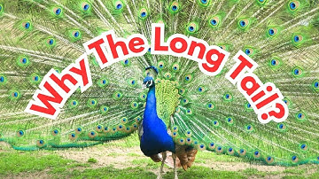 What Does A Peacock Use Its Tail For?