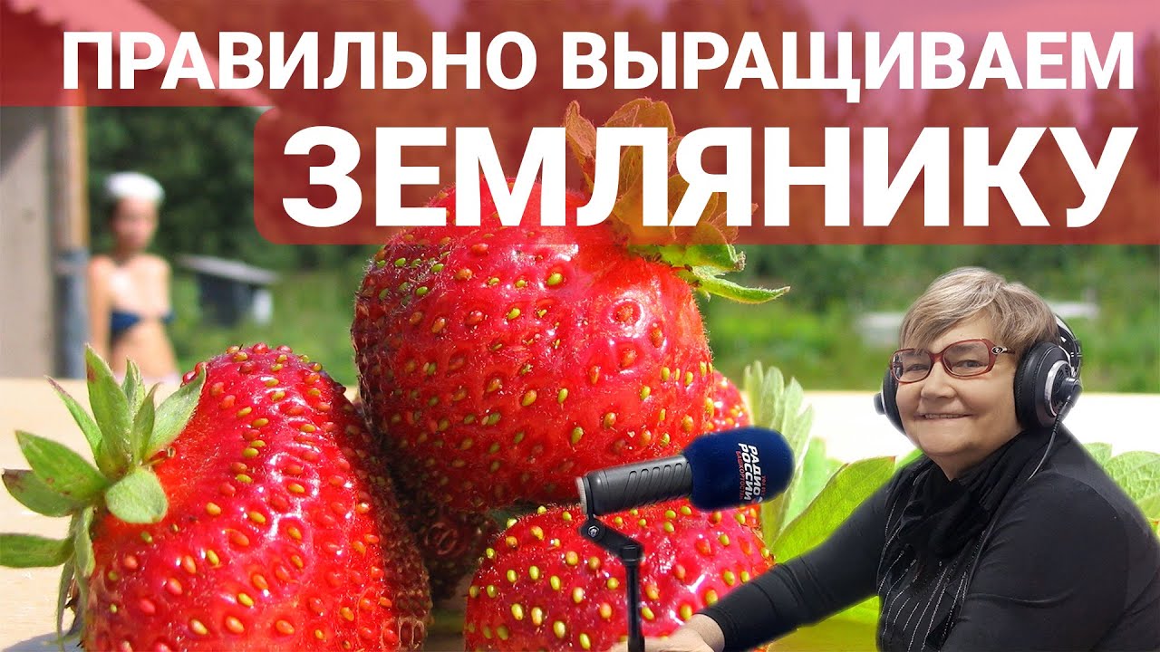 Ухоженная грядка с земляникой