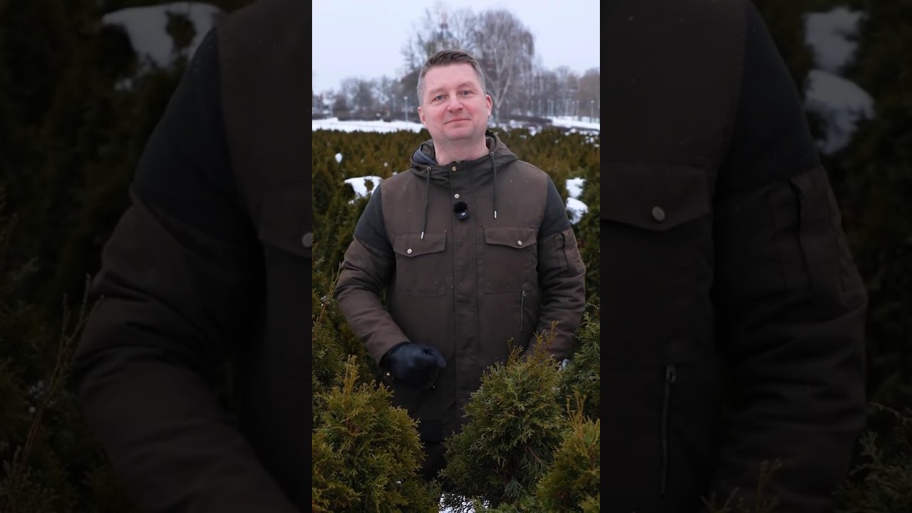 Туи больше не покупаю! Их легко вырастить самому и совершенно бесплатно!