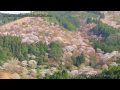 世界遺産 吉野山の桜 満開 Cherry Blossom in Yoshino Nara Japan