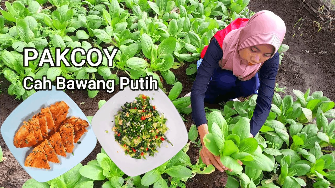 Гарантированно вкусно! Приготовлено с острым паккоем с чесноком, яичный омлет с темпе II пик паккой