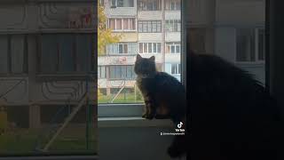 Психованная идёт 😻#животные #приколы #котёнок #смотри #психованнаяидёт#чтотеперь #подумаешь #нагадил