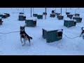 Racing kennel in alaska  support a sled dog by sponsoring a happy friendly working sled dog