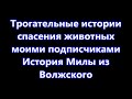 Трогательные истории спасения животных моими подписчиками. История Милы из Волжского