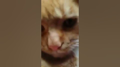 Sanyi a macska