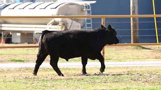 Keesee Ranch Tag 23D