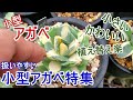 【アガベ】扱いやすい小型アガベ特集！ 小さくてかわいい小型のアガベを色々紹介【Agave】【園芸】