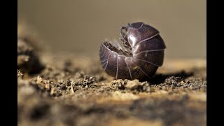 Controlling Rolly Pollies