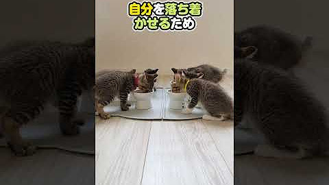 51期生★きじとらまみれ（6）