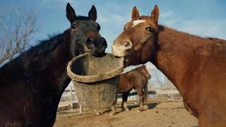 Best funniest horses of the week - Funny And Cute horses Video Compilation 2025🐴#22