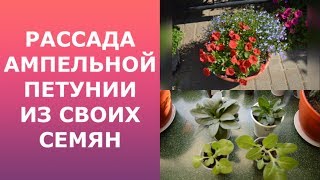 Рассада ампельной петунии из своих семян