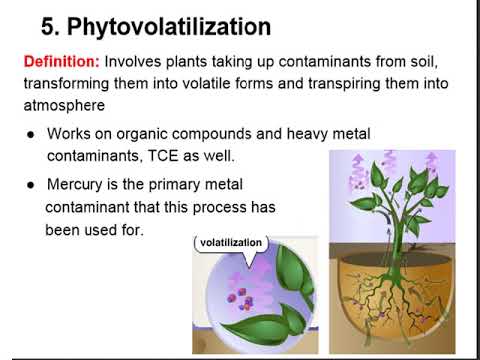 Video: Cilat janë llojet e phytoremediation?