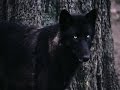 The rise of the black wolf