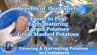 How to Grow Potatoes in Containers and Harvest Potatoes