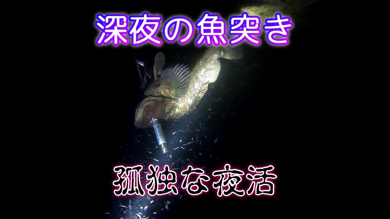 お魚突きでマダイをget 愛犬にお刺身をあげたら大興奮