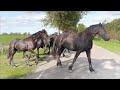 Oh no... Eefje is sick! The vet has to take a look at that! Friesian horses.