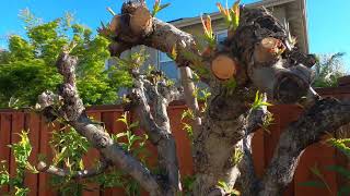 Early Pink Flowering Peach Tree - 2024 (The New Growth)