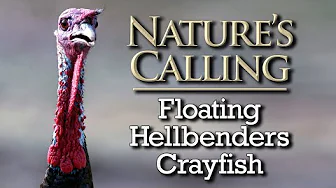 Nature's Calling - Floating, Hellbenders, Crayfish (August 2025)