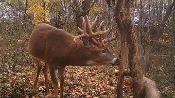 HORIZONTAL RUB SETUP w/Ted Miller