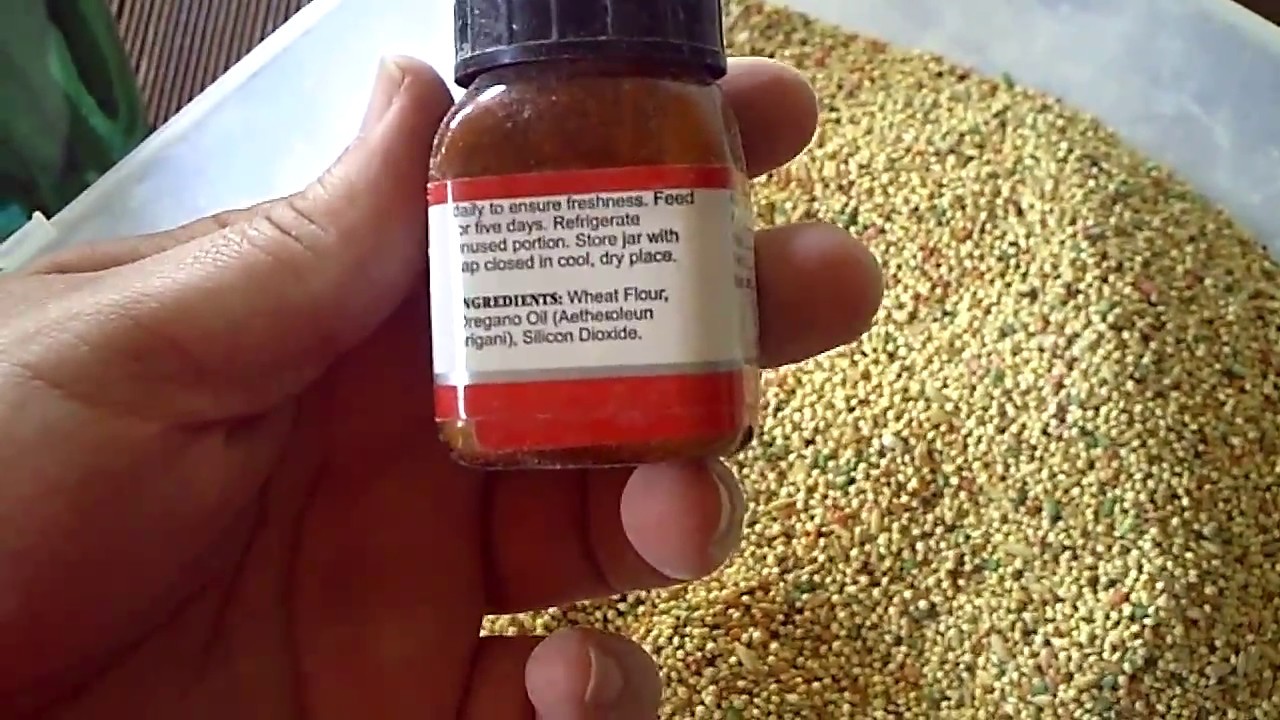 What I Do To My Bird Seed. YouTube