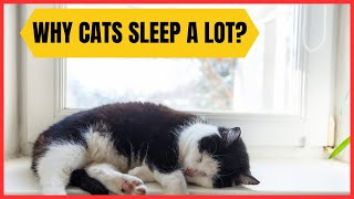9 Reasons Why Cats Sleep So Much? IS IT NORMAL ? by For Pet Owners 291 views 2 months ago 2 minutes, 55 seconds