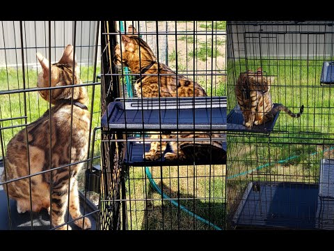 Amazon Basics Large 3 Tier Cat Crate Playpen Box Crate Kennel - Overview