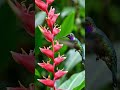 Birds chirping 🥰🥰 #ai #youtubeshort #birds