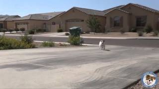 Useful Dog Tricks 3 performed by Jesse