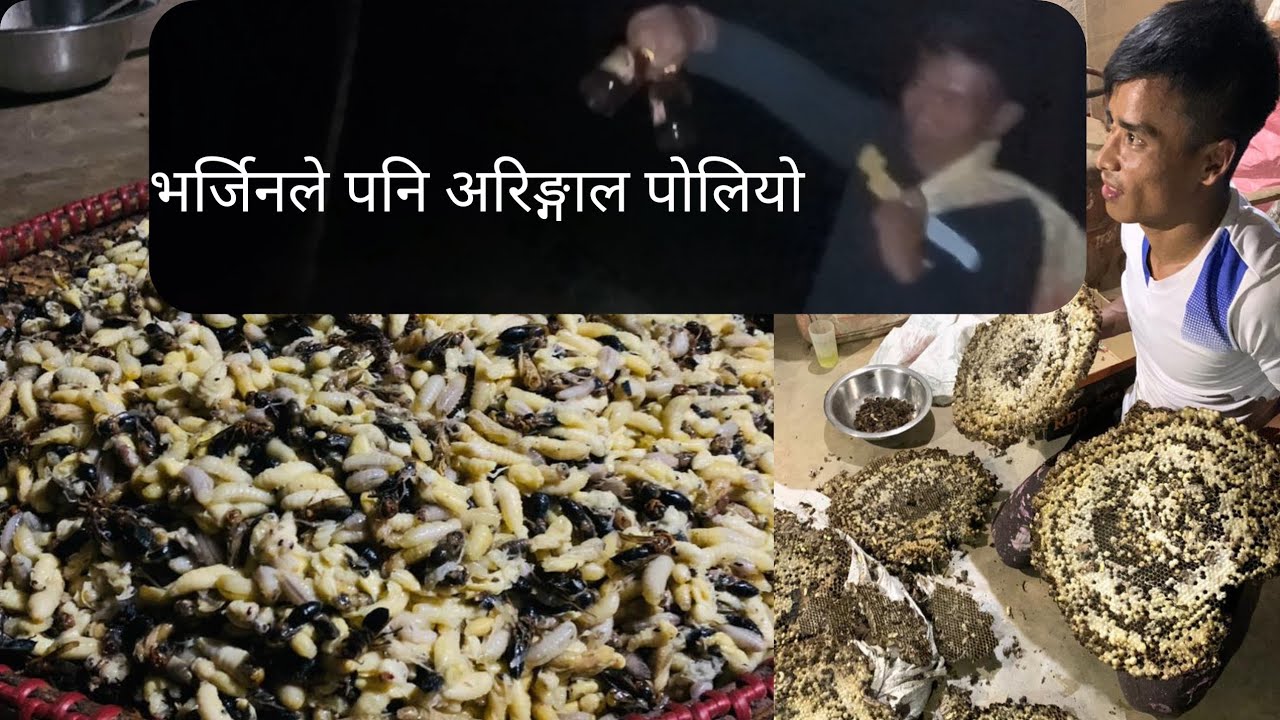 Basanta Rana एउटै पोलामा २ पाथि अरिङ्गाल 🤔🤔#syangjachapakot #basanta ale mager #rana ...
